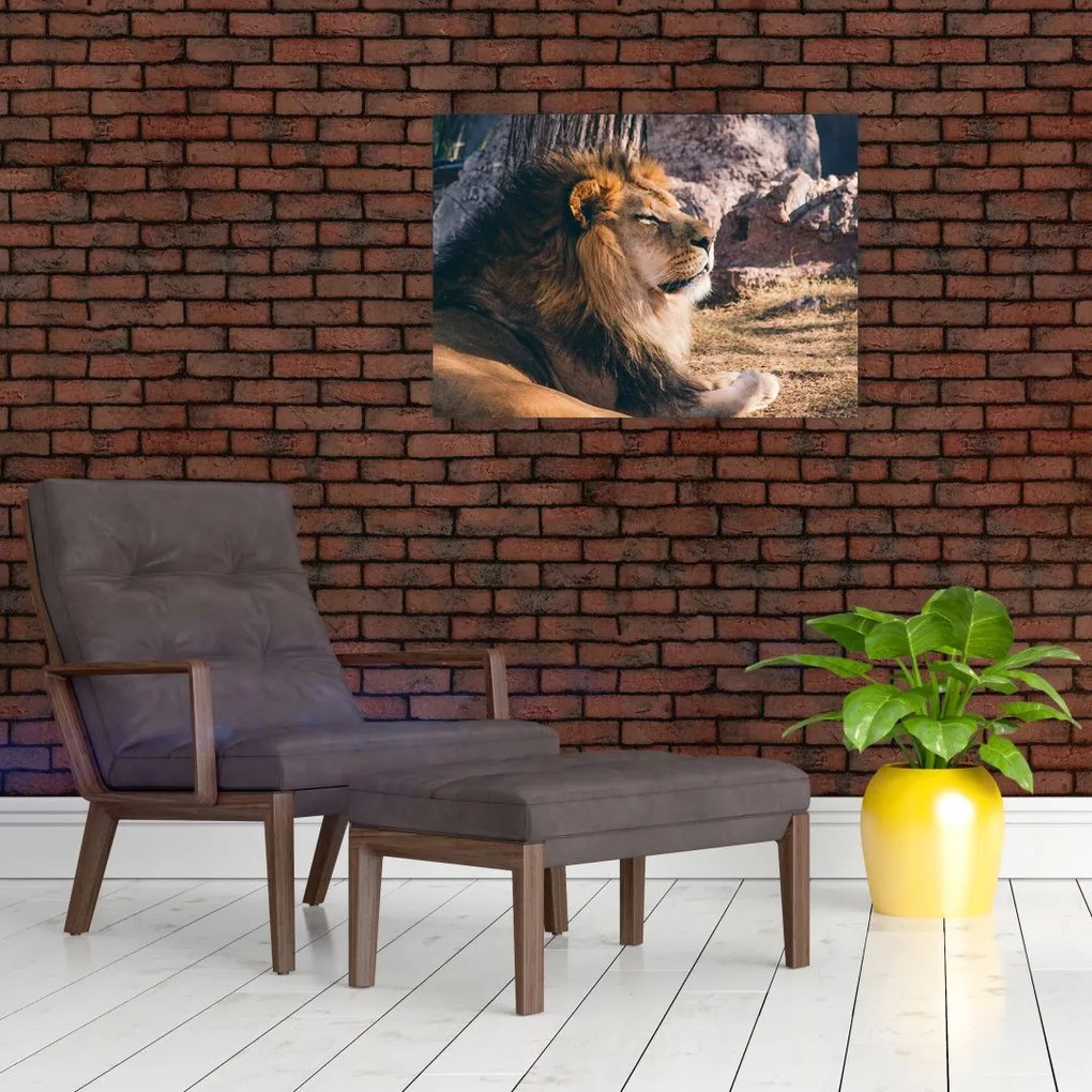 Tablou pe sticlă cu leul dormind (70x50 cm)