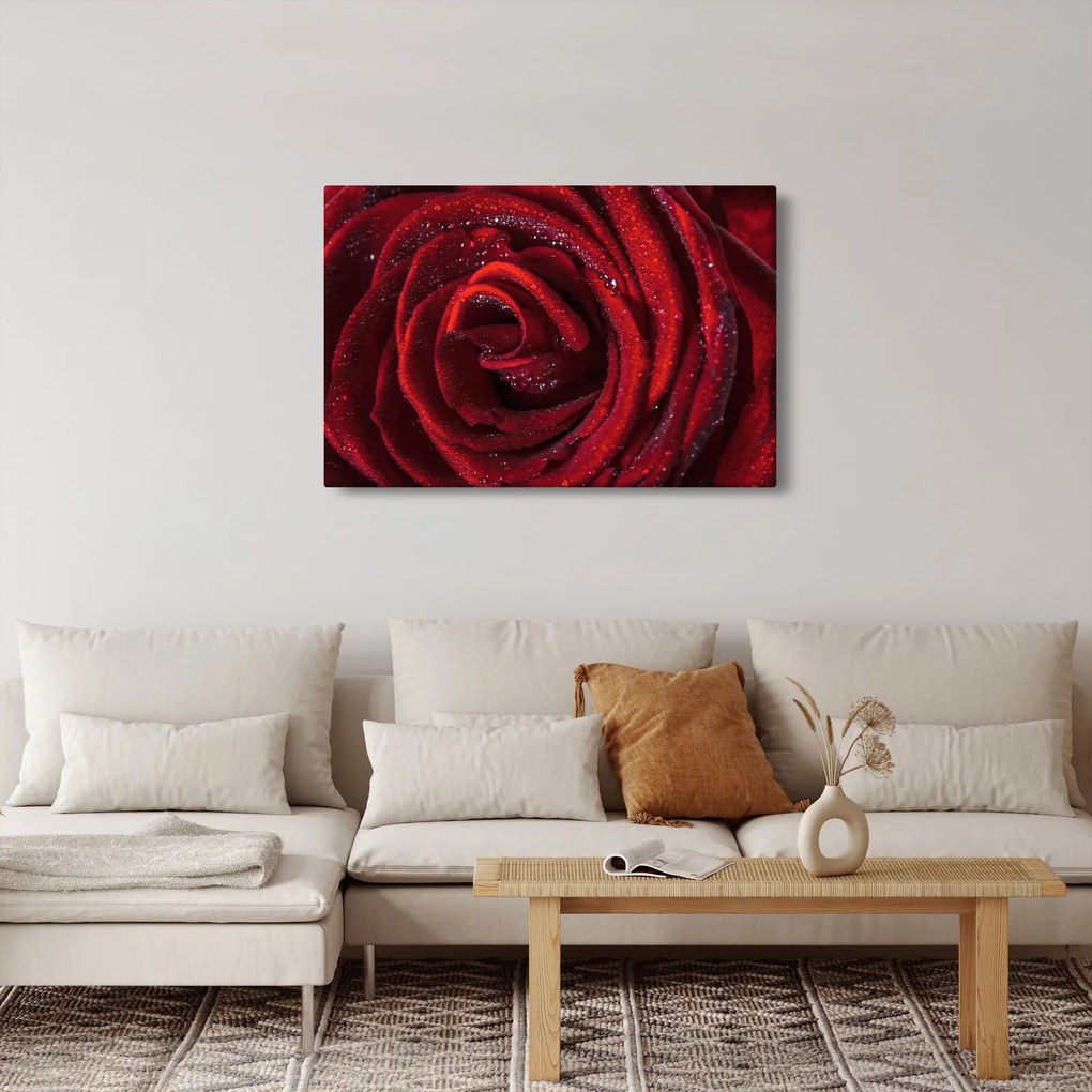 Tablou - Trandafir roșu cu picături de rouă (90x60 cm)
