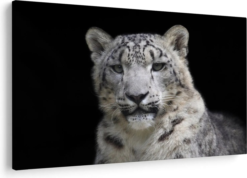 Tablou - Snow Leopard (90x60 cm)
