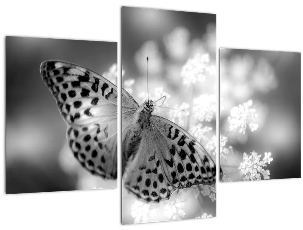 Tablou - Detailu cu fluture care polenizează floare (90x60 cm)