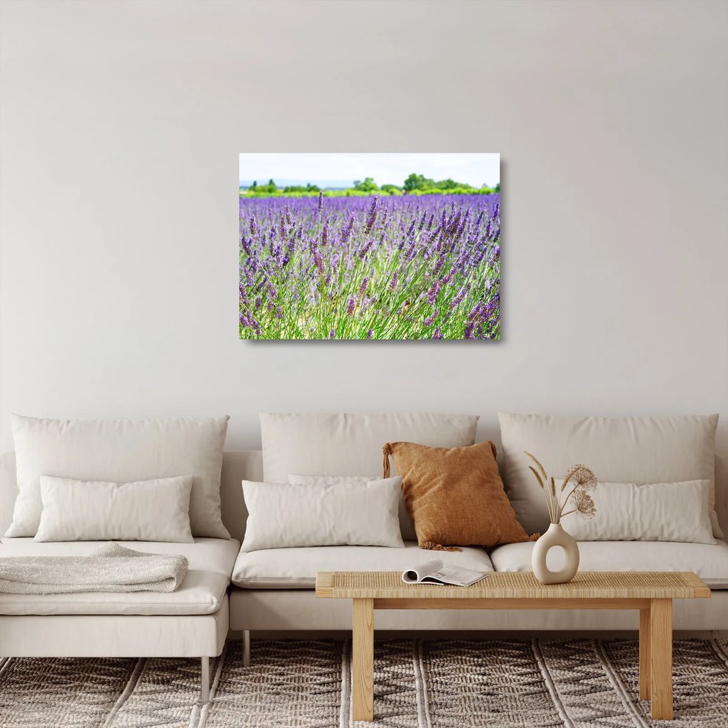 Tablou pe sticlă - Lavandă în câmp (70x50 cm)