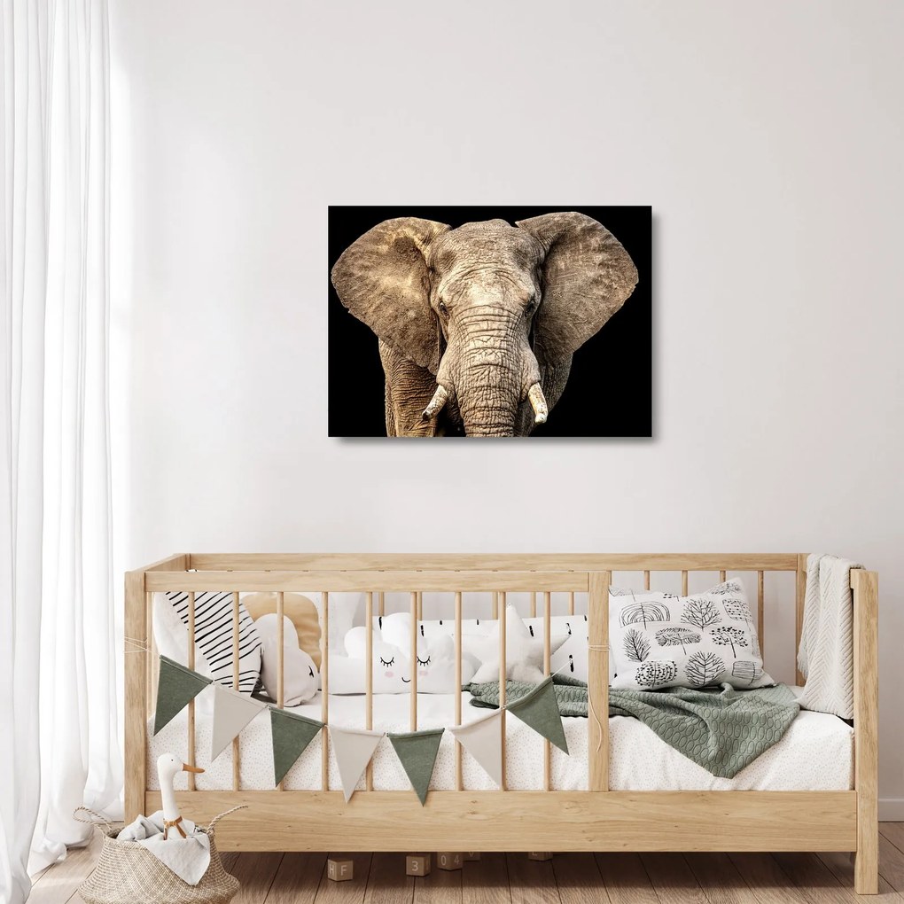 Tablou pe sticlă - Elefant african (70x50 cm)
