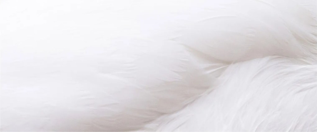 Tablou - Detalii pene (120x50 cm)