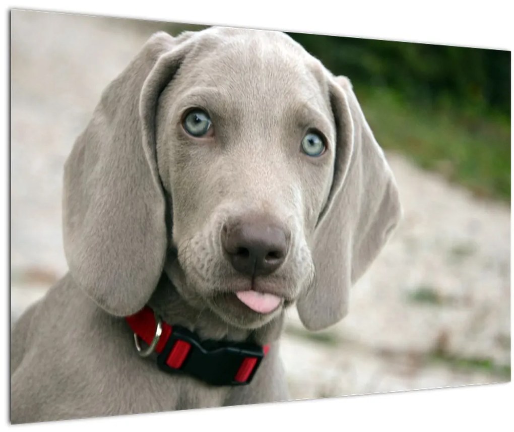 Tablou - cățeluș weimaraner (90x60 cm)