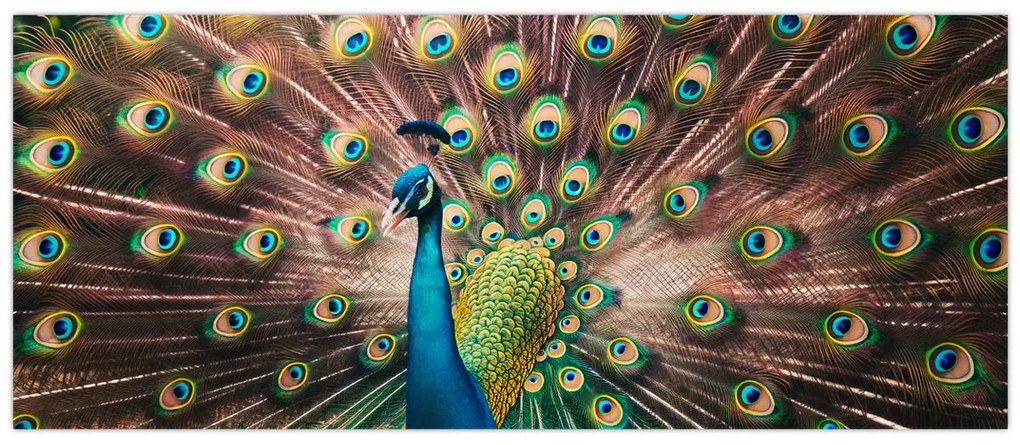 Tablou - Păun (120x50 cm)