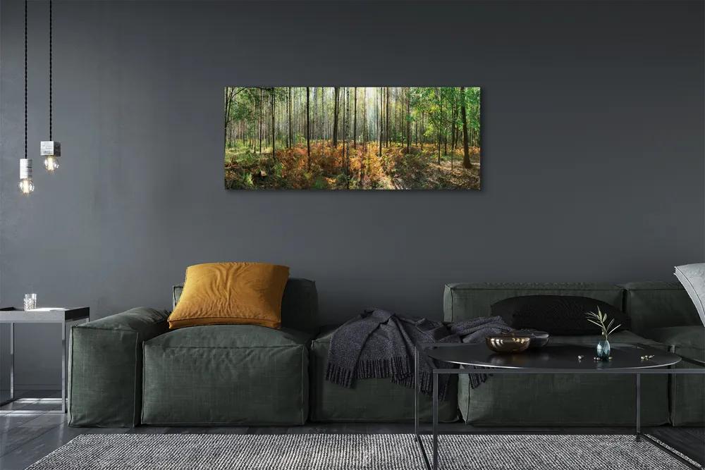 Tablouri canvas copac mesteacăn Pădure