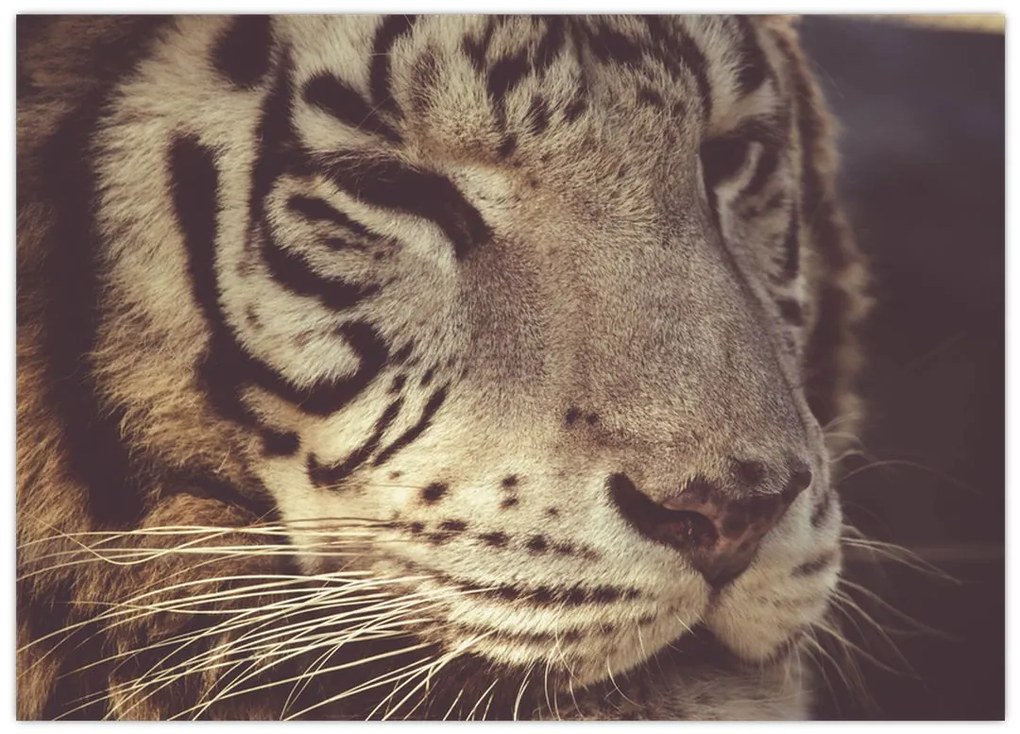 Tablou cu tigrul (70x50 cm)