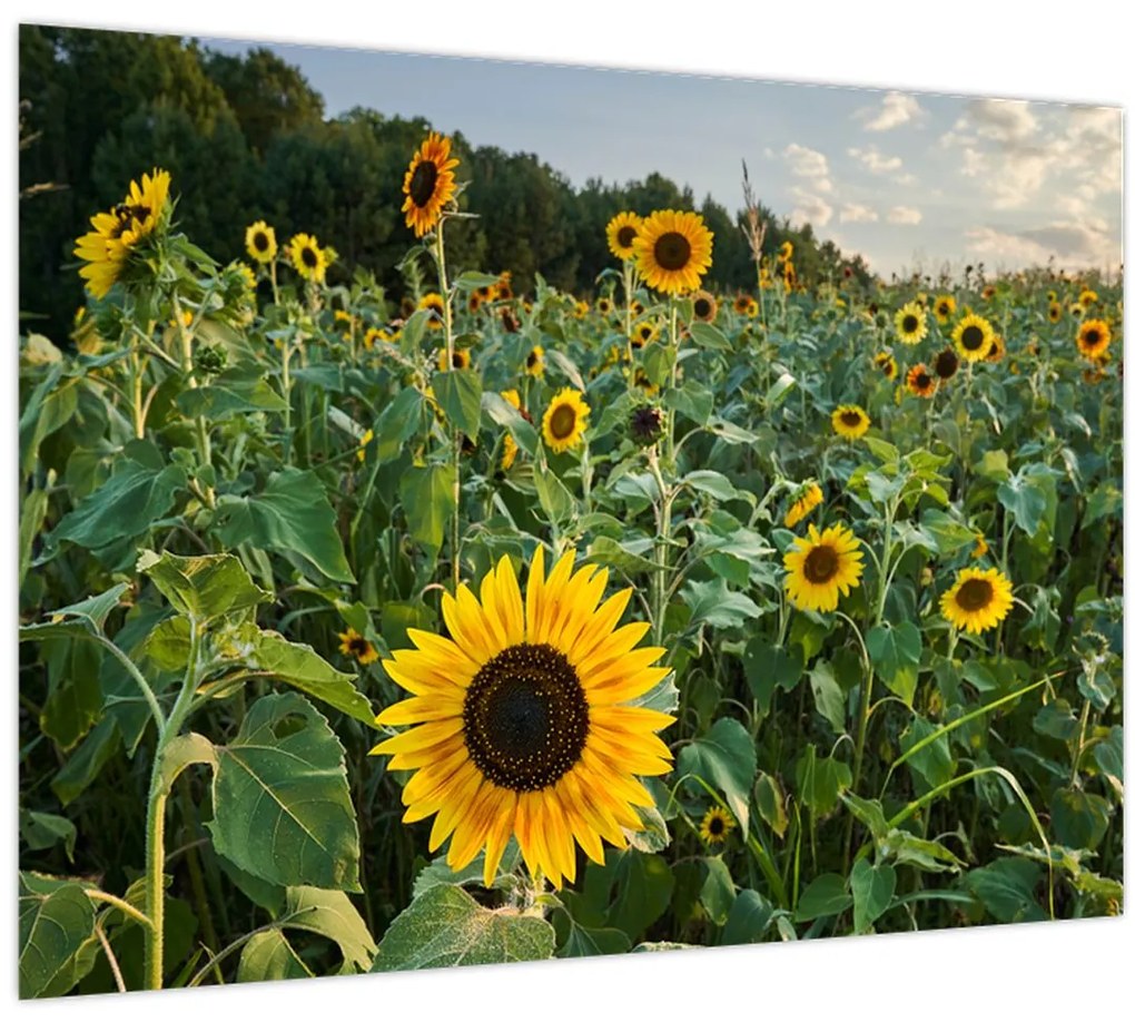 Tablou pe sticlă - Câmpul de floarea-soarelui II. (70x50 cm)