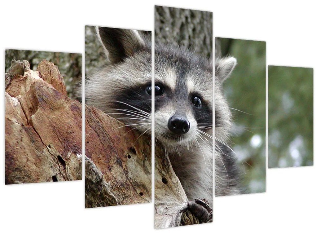 Tablou - Raton (150x105 cm)