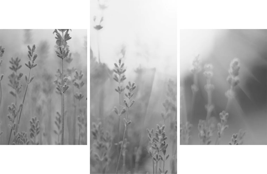 Tablou - Lavanda (90x60 cm)