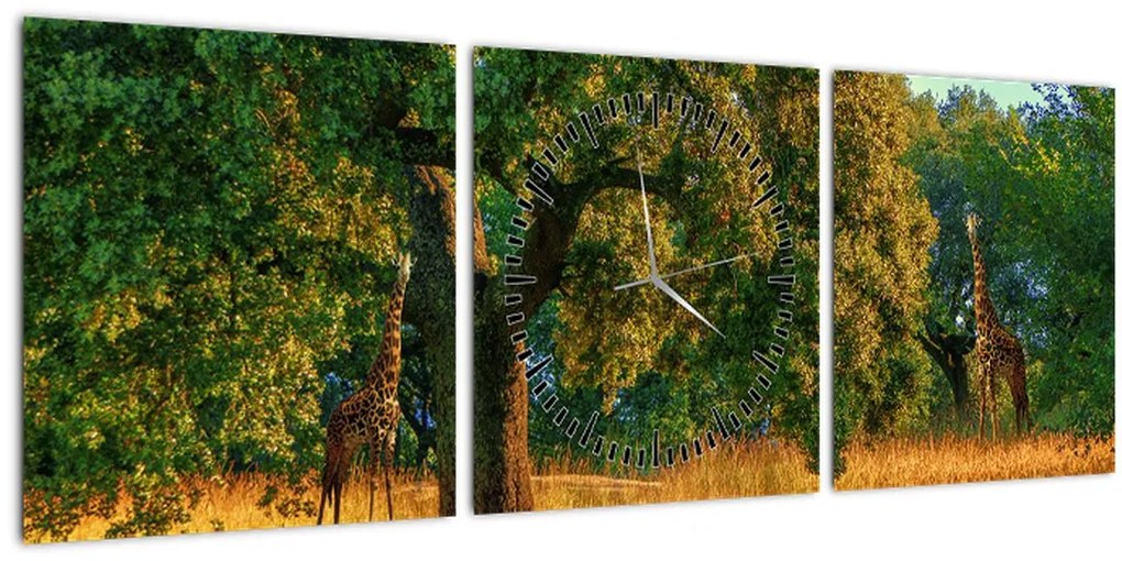 Tablou cu girafe în natură (cu ceas) (90x30 cm)