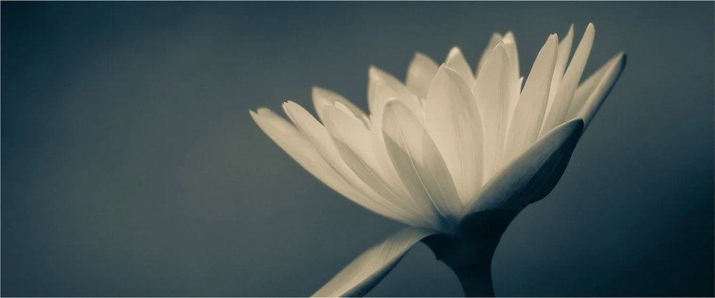 Tablou cu flori (120x50 cm)