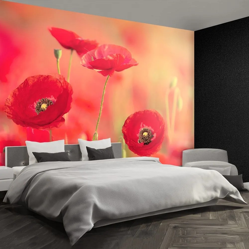Fototapet Red Maci