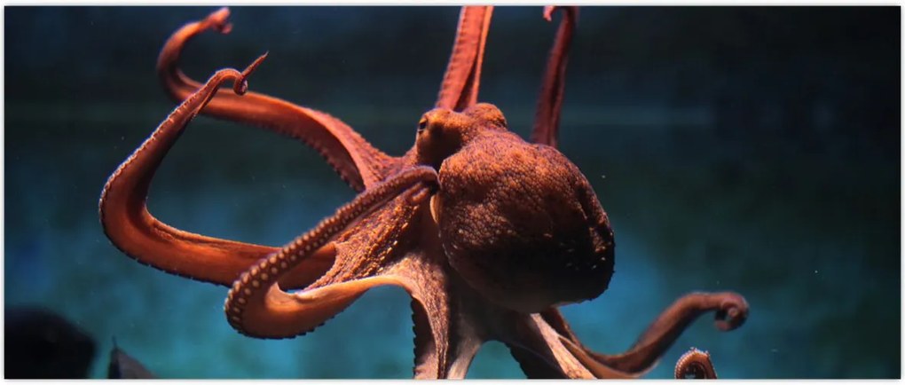 Tablou - Caracatiță (120x50 cm)