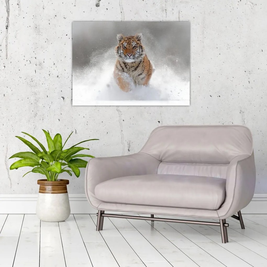 Tablou pe sticlă cutigru fugind prin zăpadă (70x50 cm)