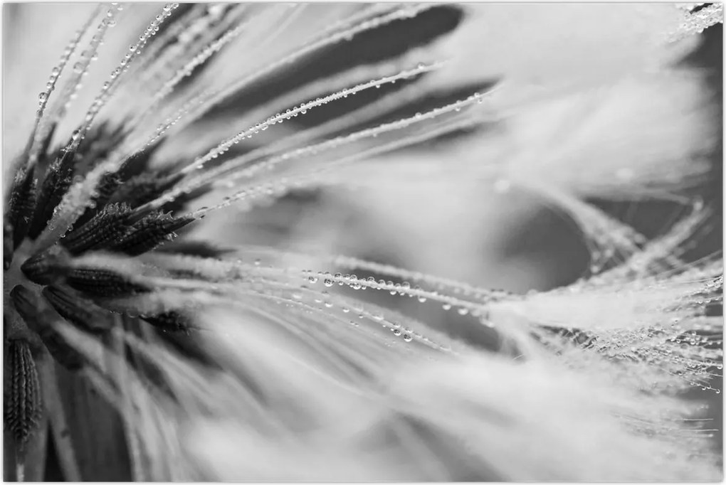 Tablou - Macro,alb-negru (90x60 cm)