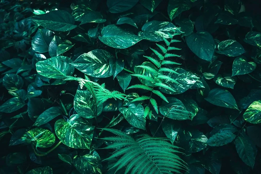 Fototapet frunze tropicale proaspete