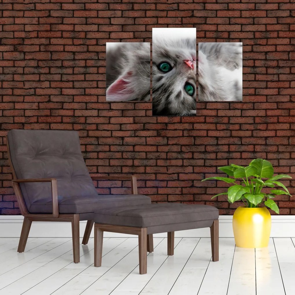 Tablou - Pisica cu ochi verzi (90x60 cm)