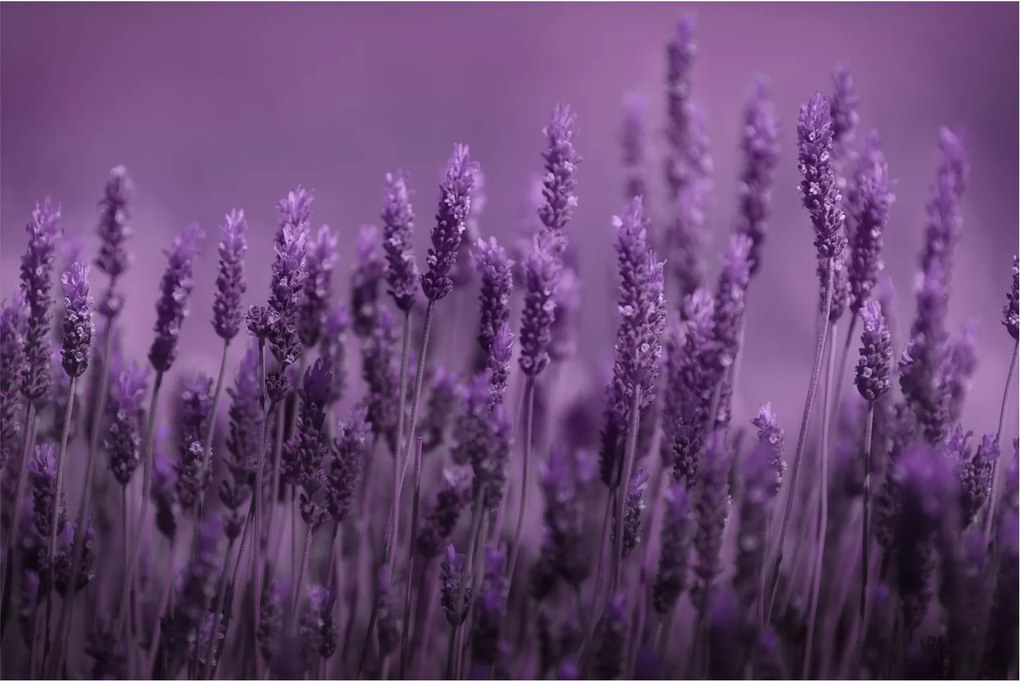Tablou - Lavanda (90x60 cm)