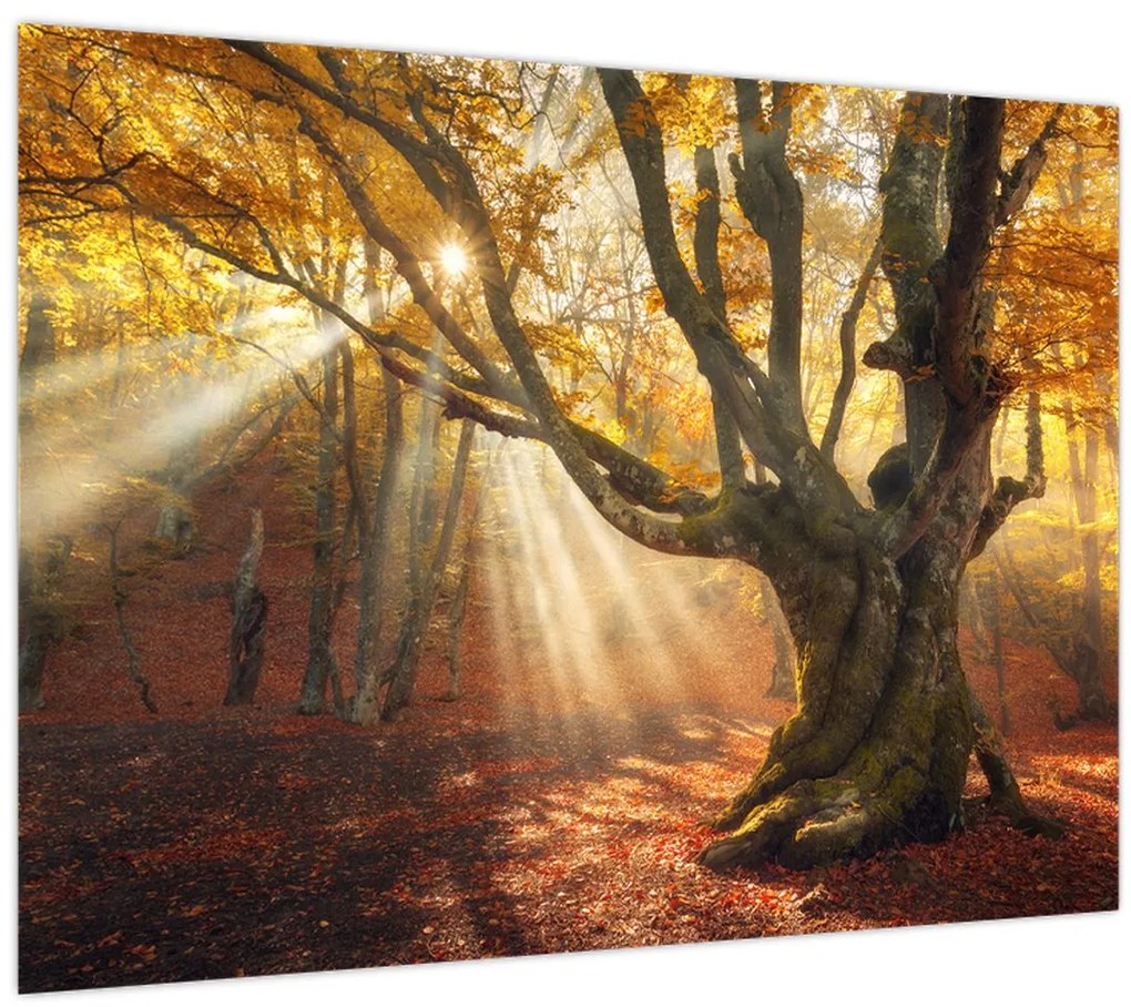 Tablou - Lumina de toamnă (70x50 cm)