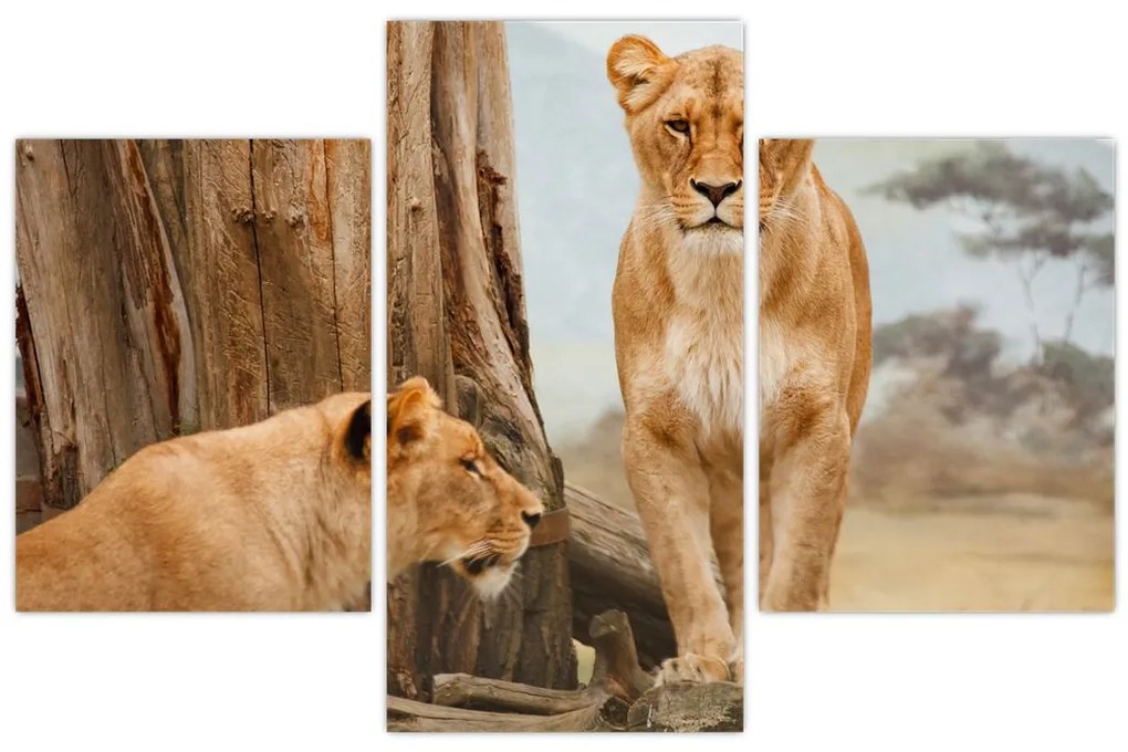 Tablou - două leoaice (90x60 cm)