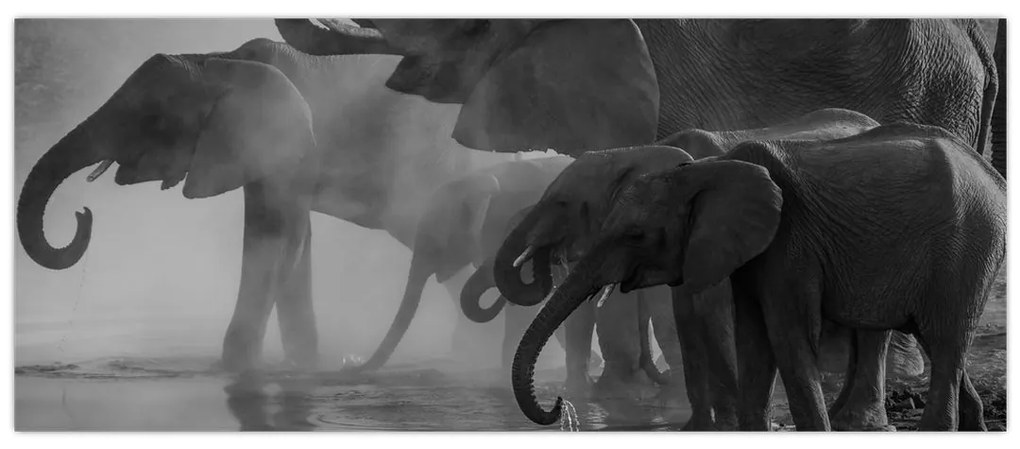 Tablou cu elefanți - albnegru (120x50 cm)