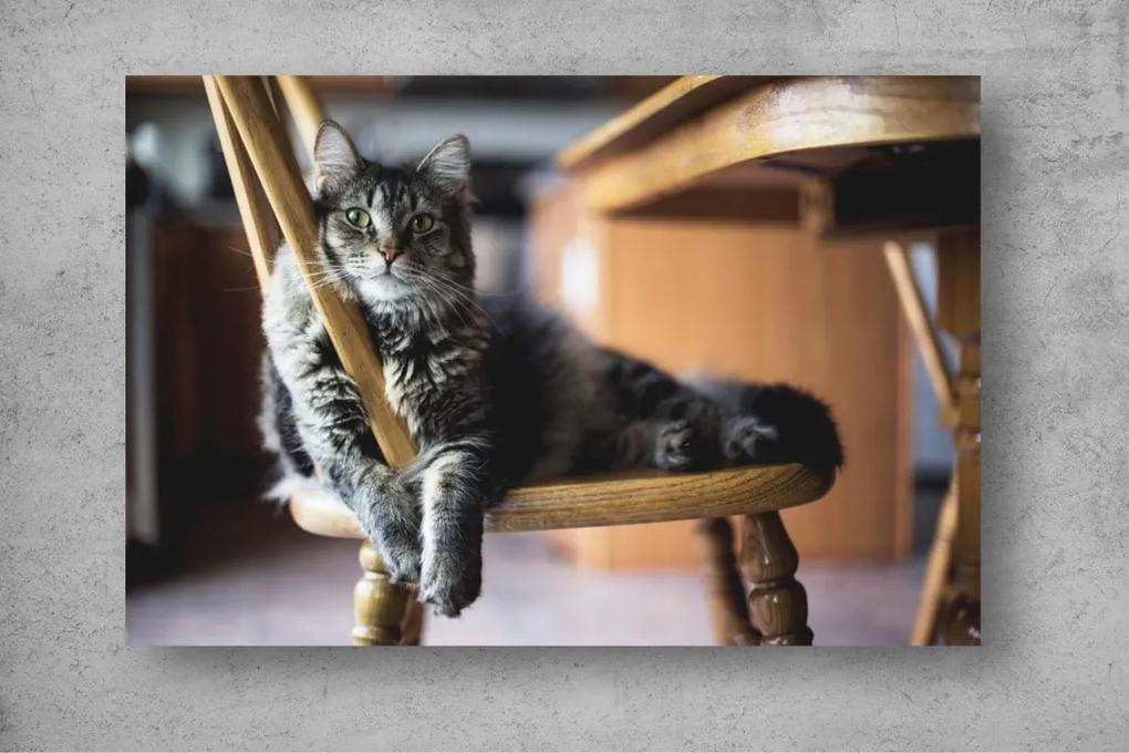 Tapet Premium Canvas - Pisica adormita pe scaun