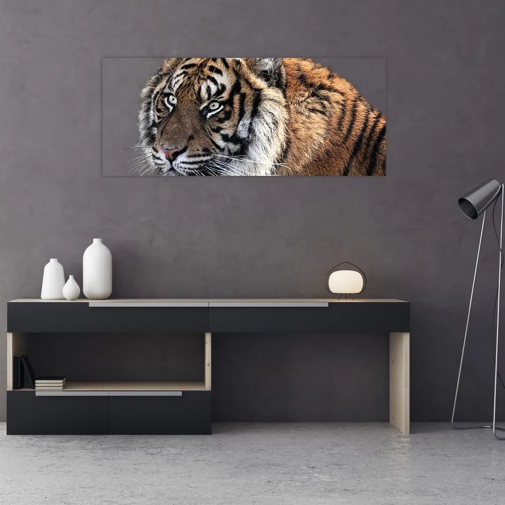 Tablou cu tigrul (120x50 cm)