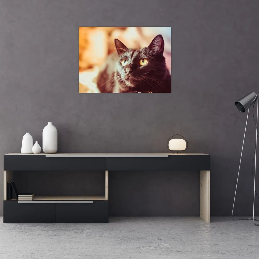 Tablou pe sticlă pisica neagră (70x50 cm)