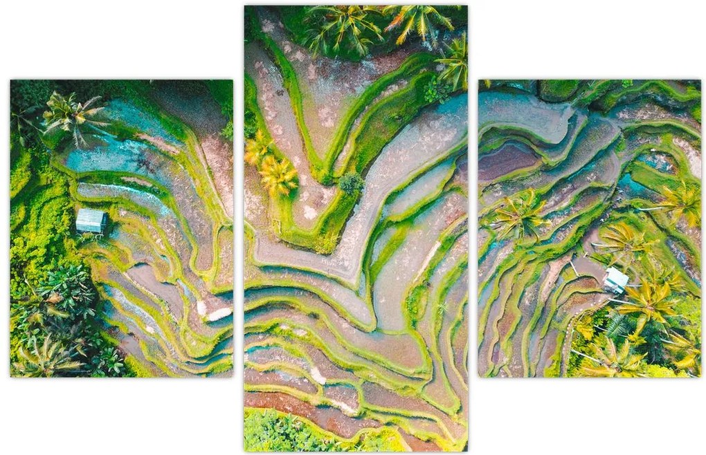 Tablou cu lanuri de orez din privire de sus (90x60 cm)