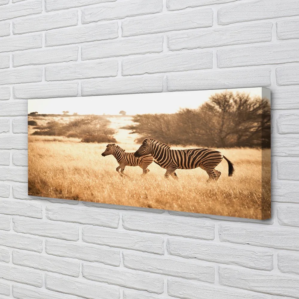 Tablouri canvas Zebra câmp apus de soare