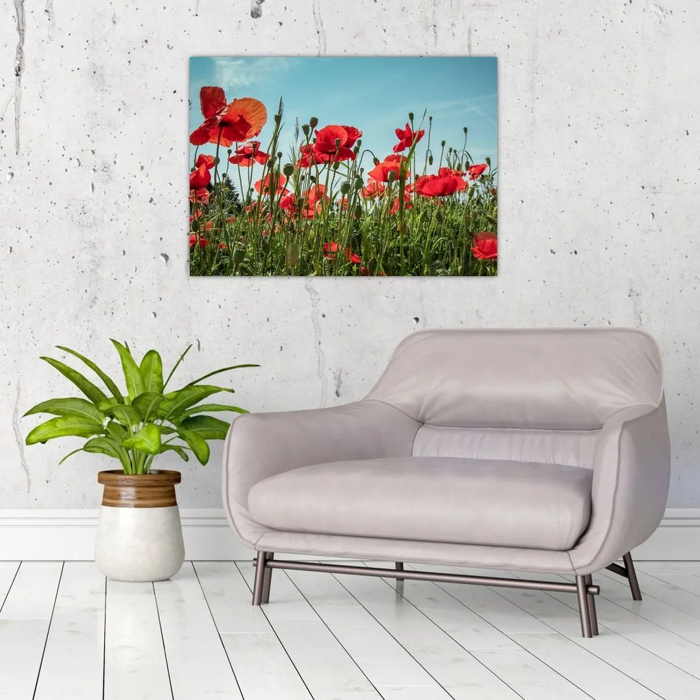 Tablou pe sticlă - Pe câmpul cu maci (70x50 cm)