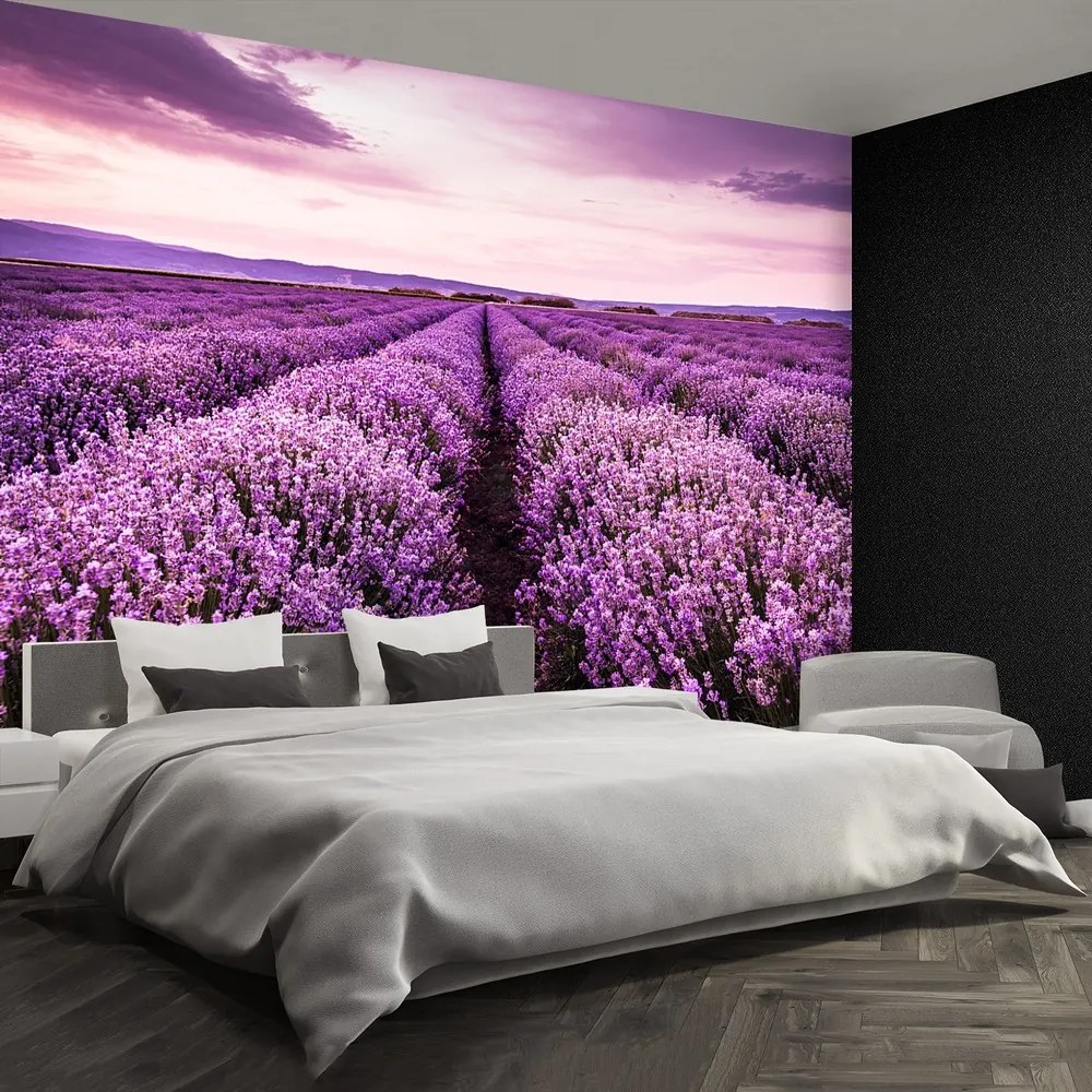 Fototapet Blooming Lavandă