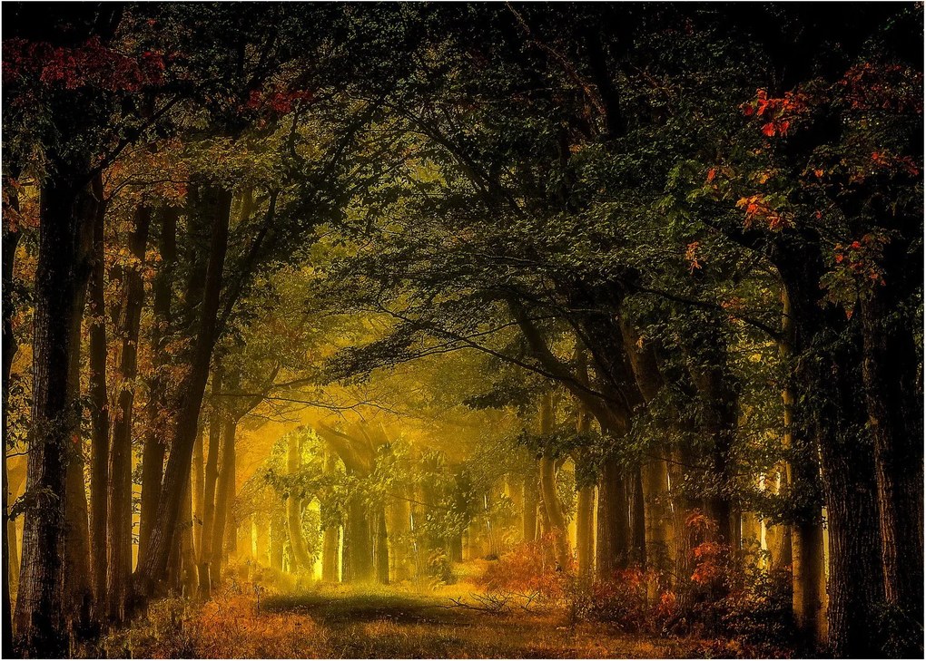 Tablou cu pădure (70x50 cm)