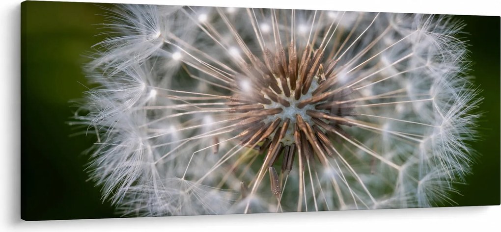 Tablou cu păpădie (120x50 cm)