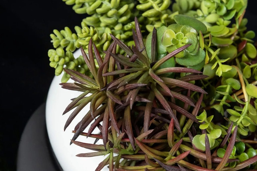 Aranjament floral mic decor festiv design LUX FAT PLANT MIX