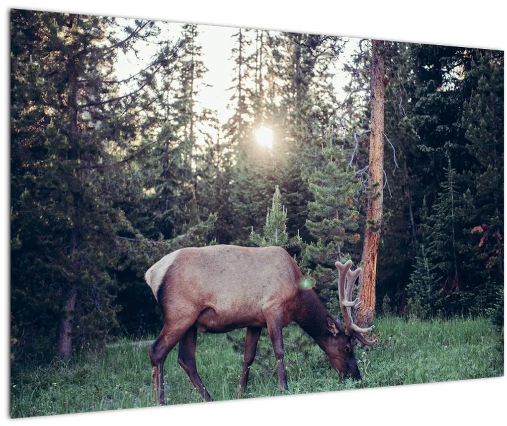 Tablou - Elan în poiană (90x60 cm)