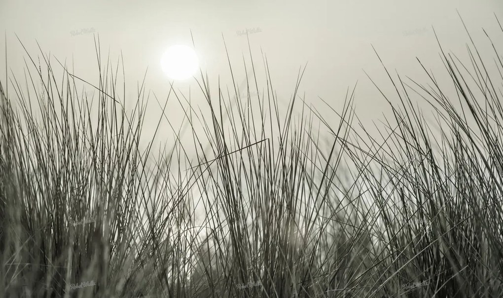 Tapet Coastal Reed, Rebel Walls