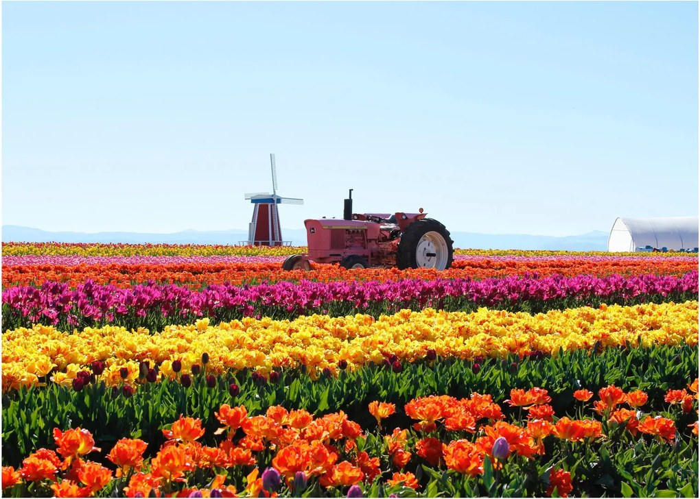 Tablou pe sticlă cu farma de lalele (70x50 cm)