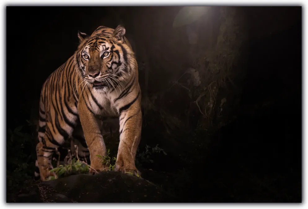 Tablou modern pe panou - bengal tiger