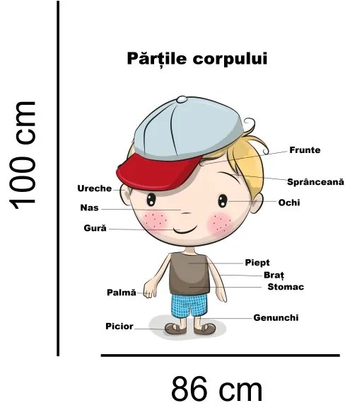 Sticker perete Partile Corpului Omenesc