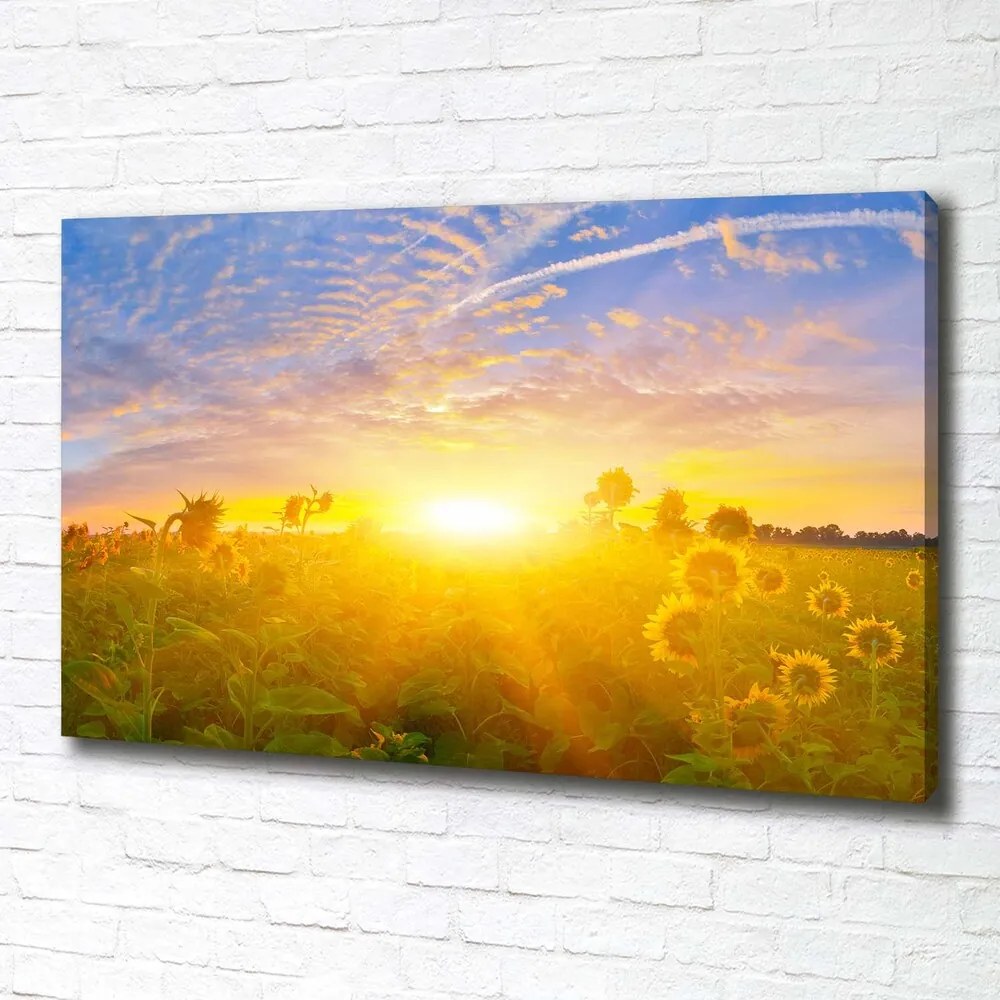 Tablou pe pânză canvas Câmp de floarea-soarelui