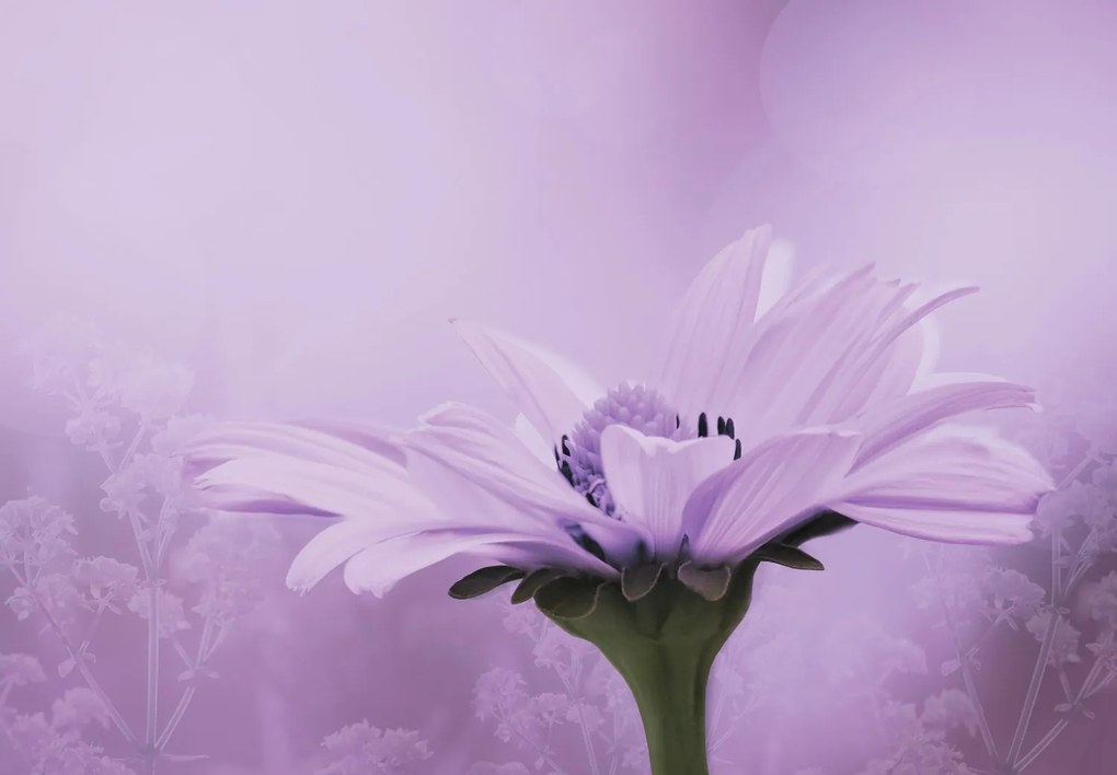 Fototapet - Flori mov (147x102 cm)