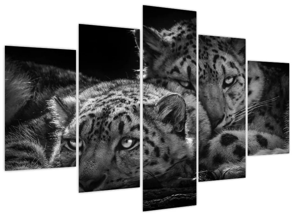 Tablou - Gheparzi care se odihnesc (150x105 cm)