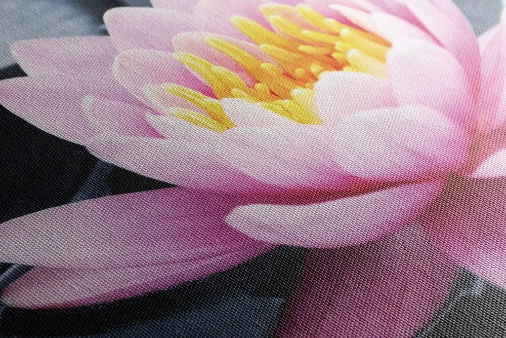 Tablou floare de lotus pe lac