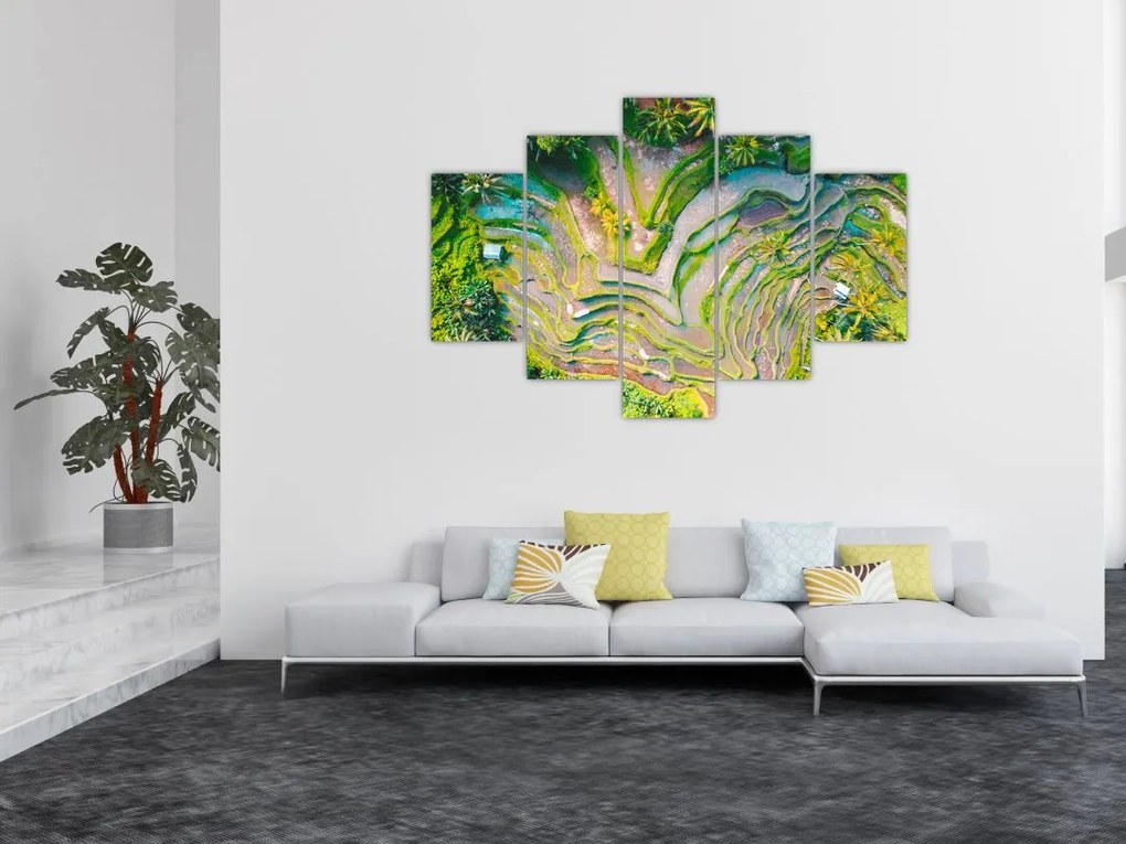 Tablou cu lanuri de orez din privire de sus (150x105 cm)