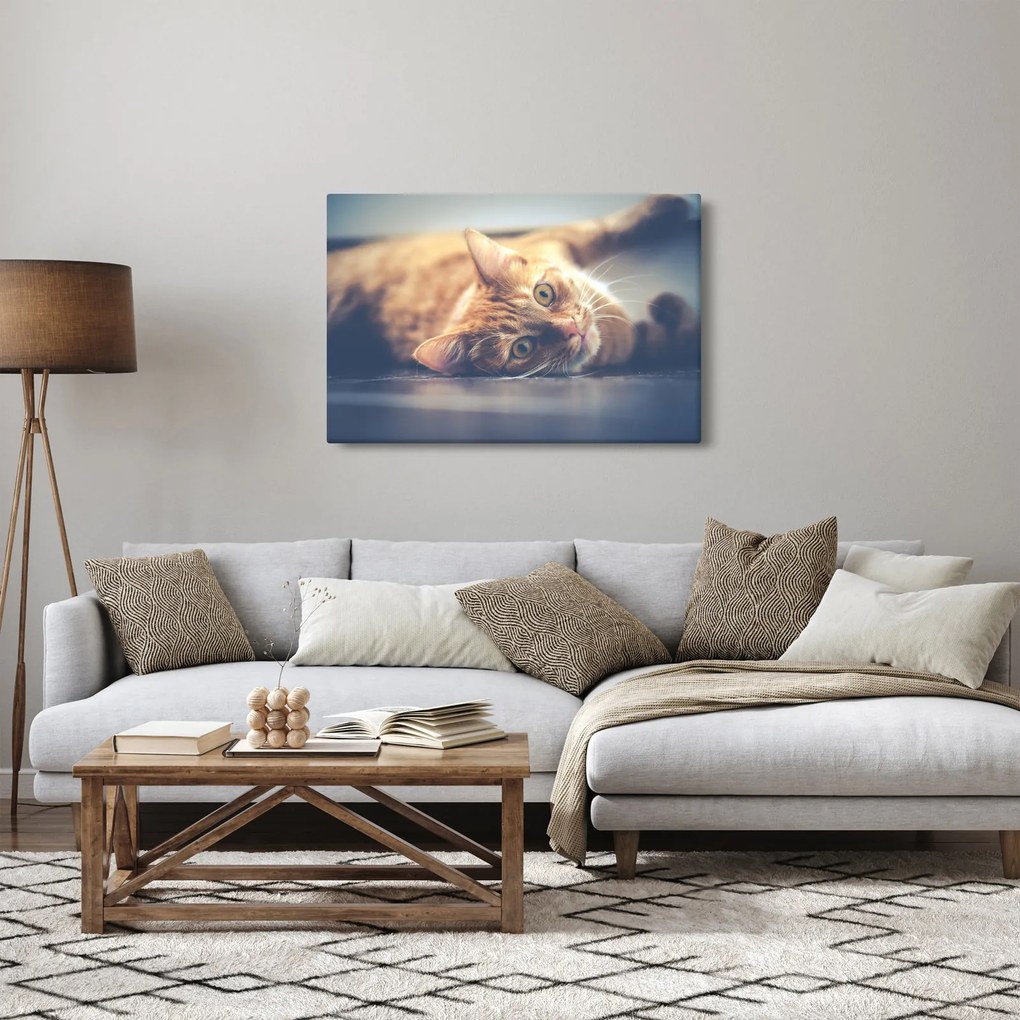 Tablou - Pisici pe podea (90x60 cm)