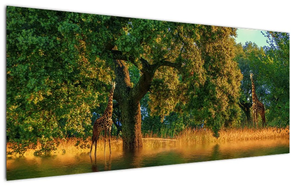 Tablou cu girafe în natură (120x50 cm)