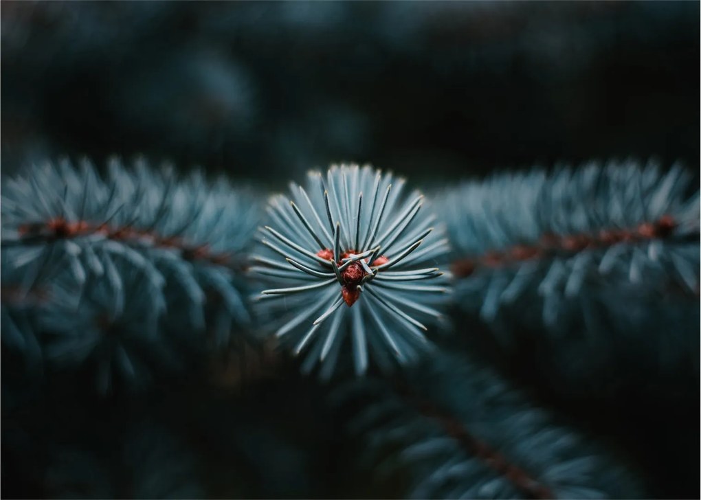 Tablou pe sticlă -Crenguțe ale unui conifer (70x50 cm)