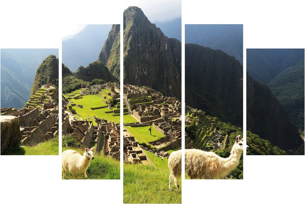 Tablou - Lame in Machu Picchu (150x105 cm)